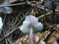 Retekszagú kígyógomba (Mycena pura), Budai-hegység
